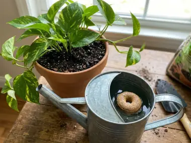 Beneficial Nematodes for Fungus Gnats: How to Use Them Right