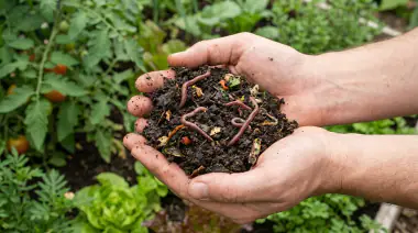 Best Soil for Vegetable Gardens: What to Use