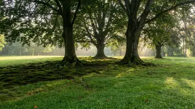 How to Get Rid of Moss in Your Lawn (and Keep It Gone)
