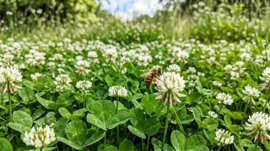 How to Grow a Clover Lawn: No-Mow, Eco-Friendly Guide (2026)