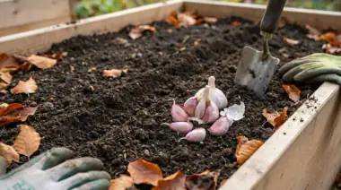 How to Grow Garlic at Home: Complete Guide