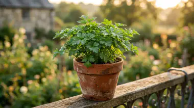 How to Grow Parsley in Pots: Beginner's Harvest-in-60-Days Guide — featured image