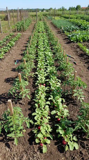 How to Start a Vegetable Garden: Beginner's Step-by-Step Guide