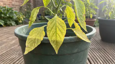 Pepper Plant Leaves Turning Yellow? 8 Causes and Fixes