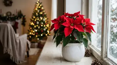Poinsettia Care: Keep It Alive Through the Holidays and Beyond