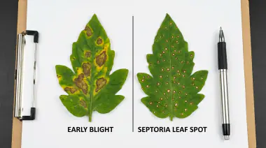 Tomato Blight: How to Identify, Prevent and Treat It