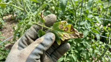 Vegetable Garden Diseases: Identify & Treat Them Organically